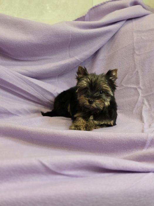 Piesek mini Yorkshire terrier