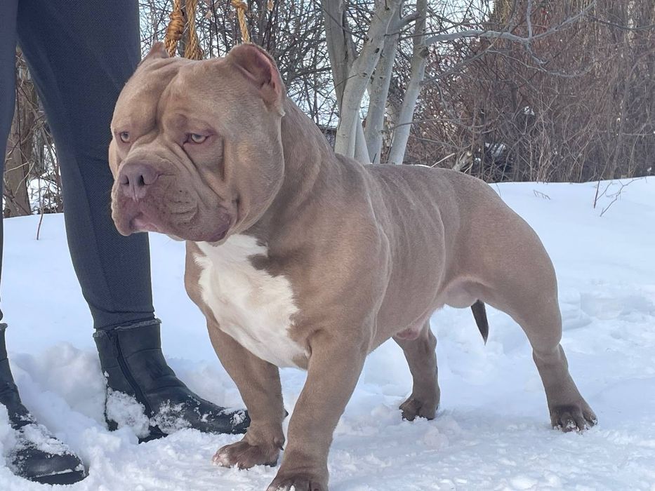 American Bully poket