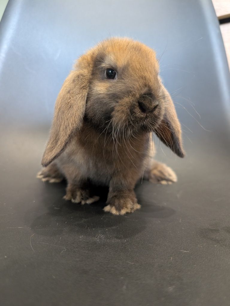Mini lop, baranek miniaturka, metryka