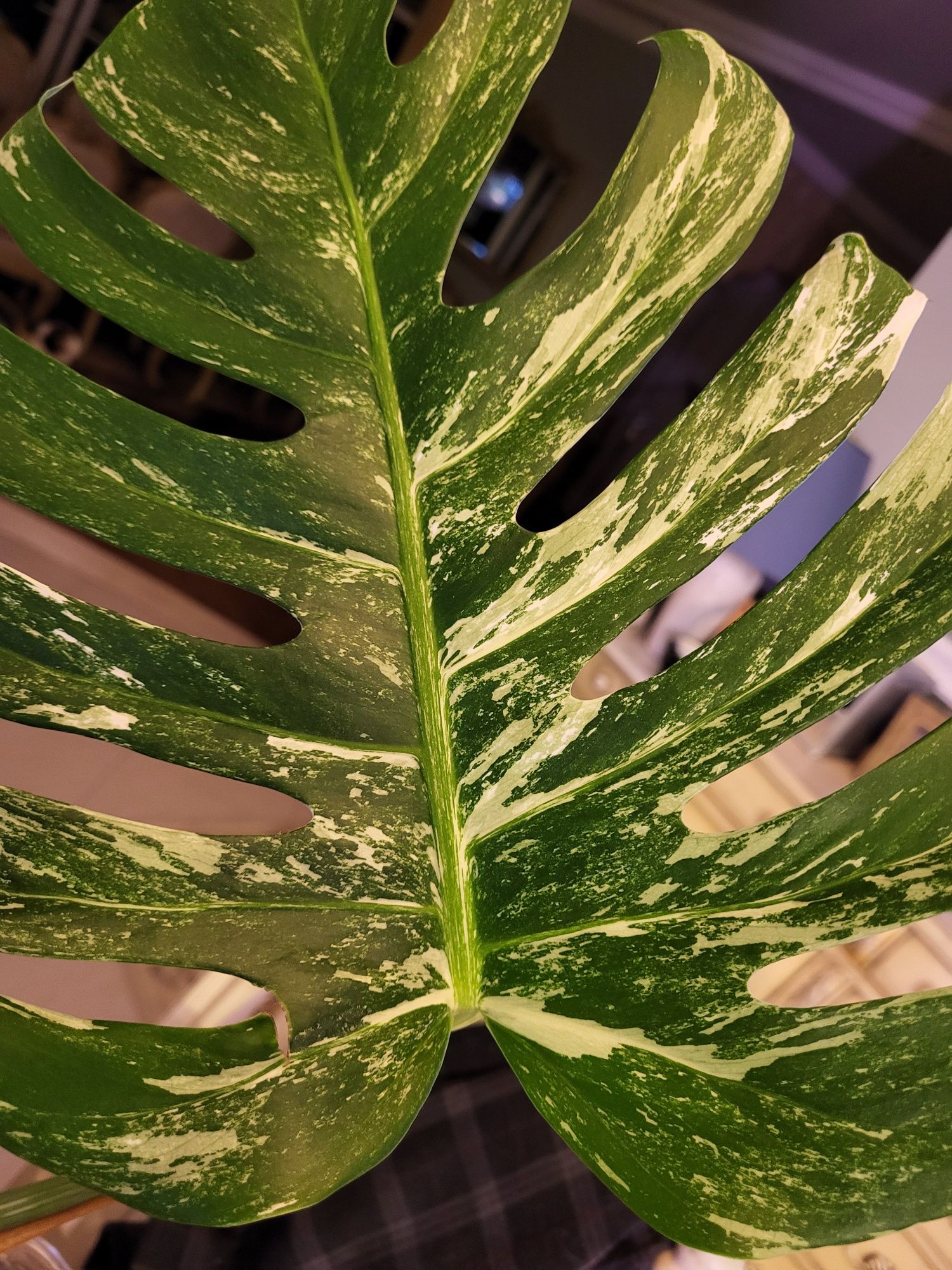 Kolekcjonerska monstera variegata