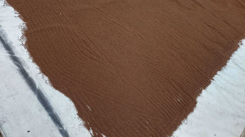 Facelia Nasiona , Poplon , Poplony, miododajna, z 2025r, Ekoschematy