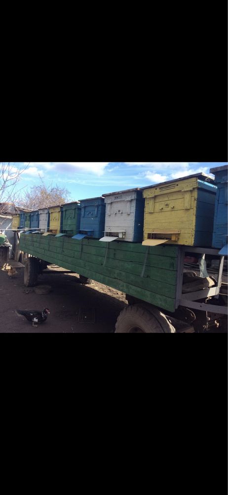 Бджоли,пчелопакеты,семьи пчел,пакети бджіл