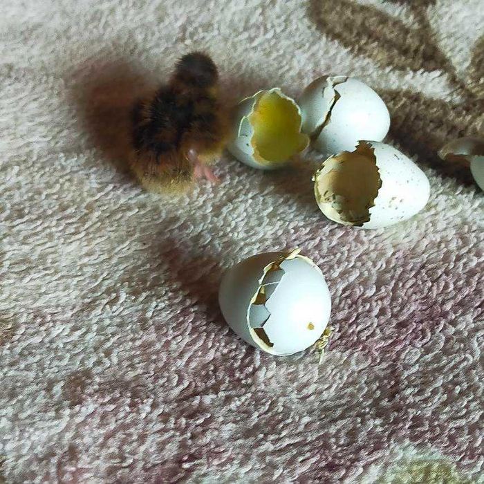 Перепела Селадон- голубые яйца, Фараон, Техасский, Смокинг