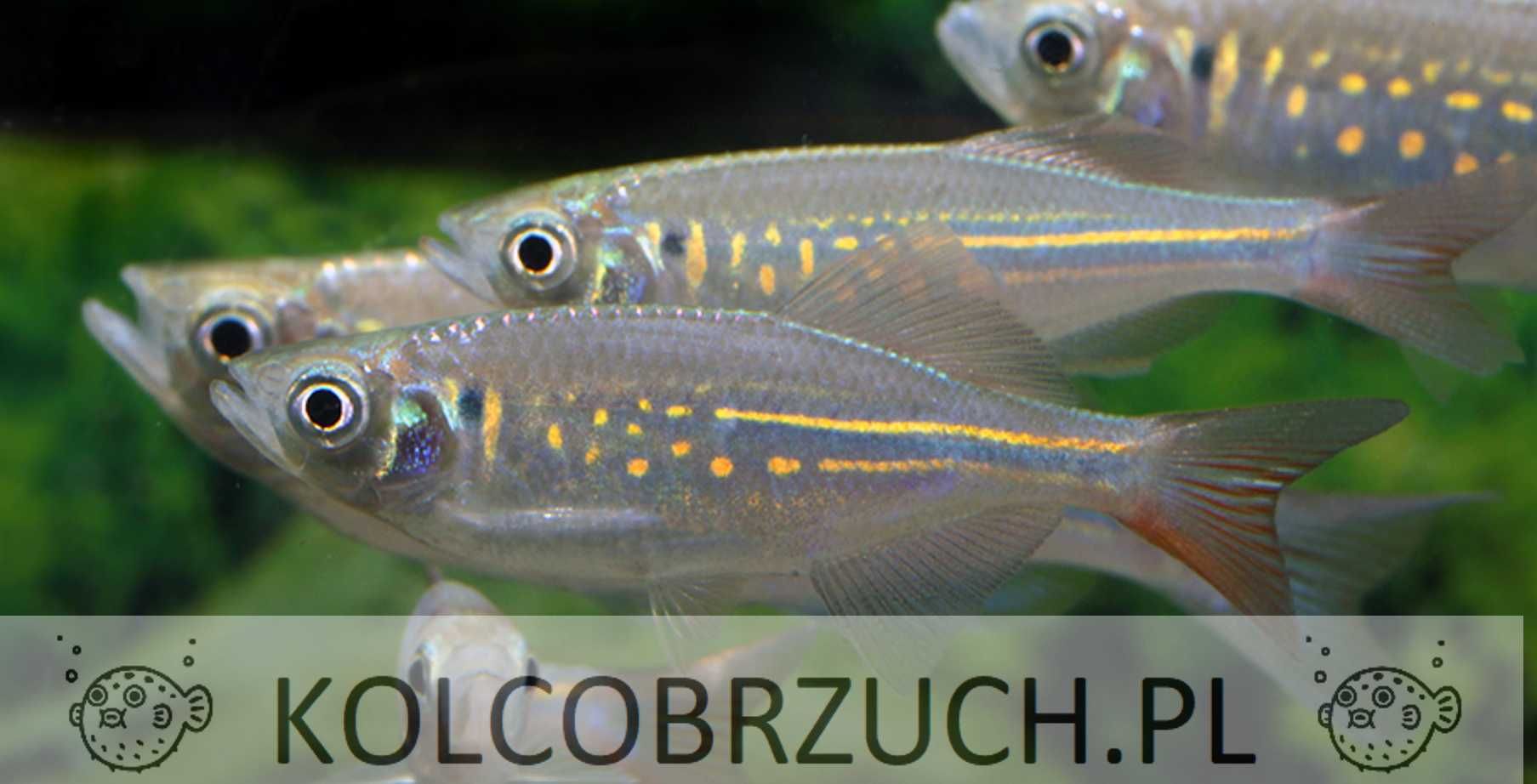 Danio malabarski - Devario malabaricus - Malabarskie - dowóz, wysyłka