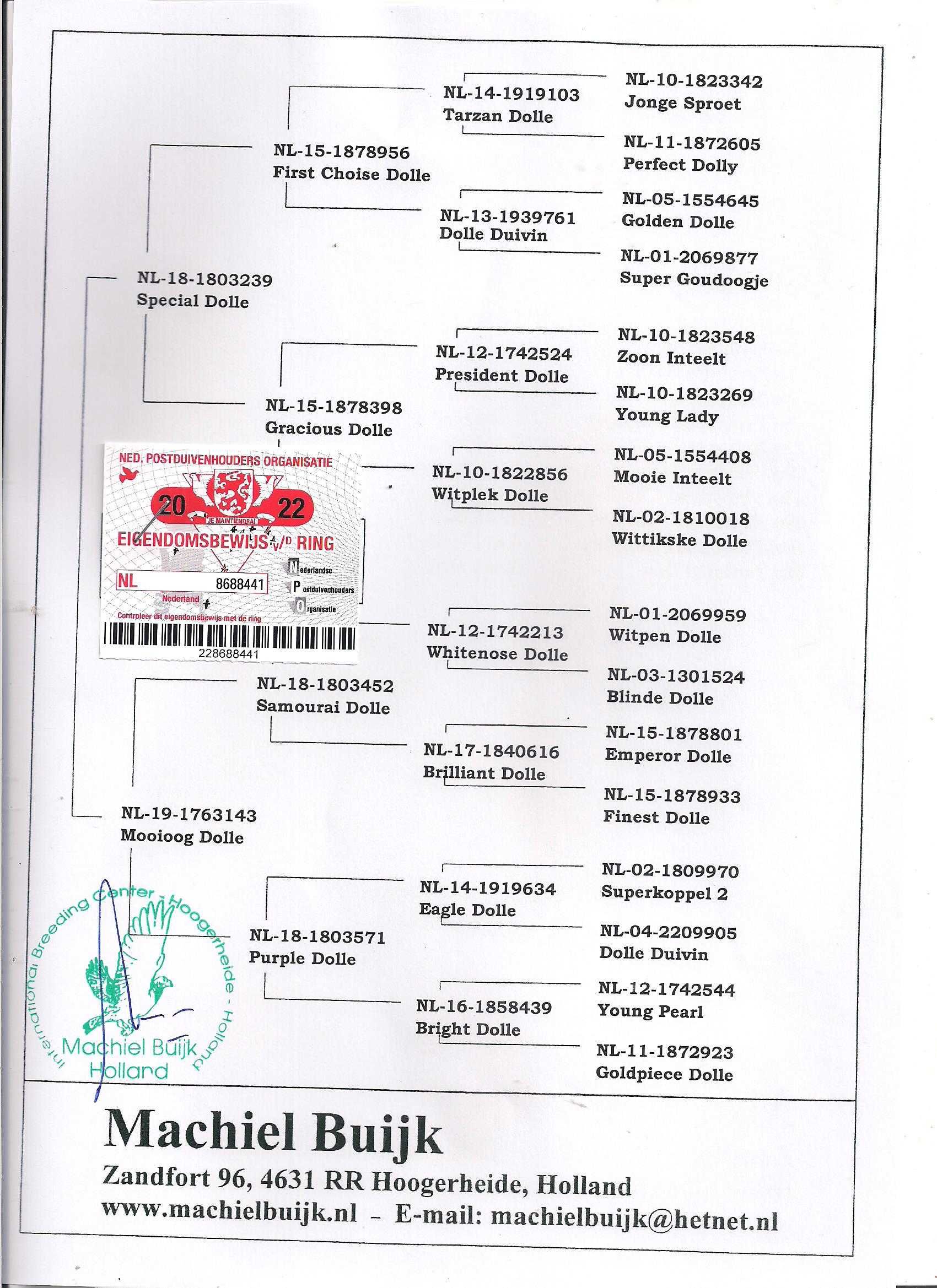 Młode Ardeny Org M. Buijk Para 130 gołębie pocztowe gołąb daleki dysta