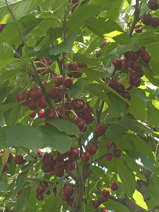 Продаються садженці місто Рогатин Івано-Франківська область
