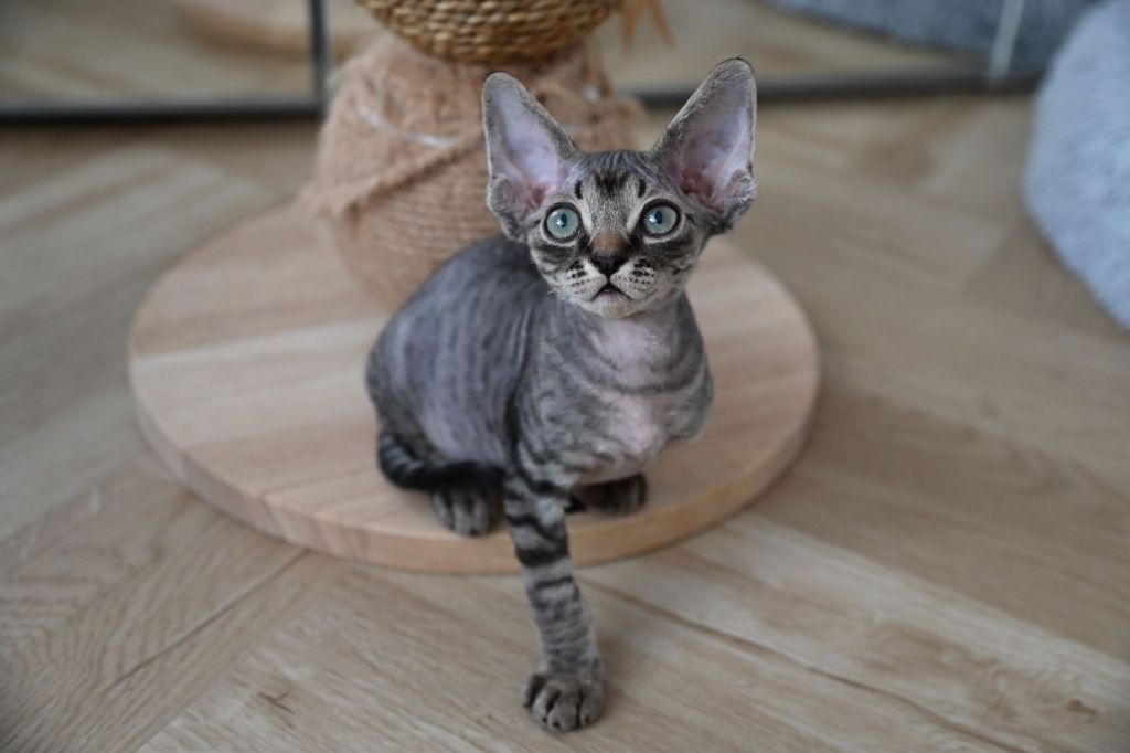 Kocurek Cookie Devon Rex