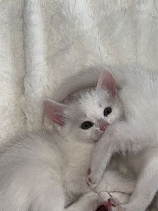 Котенок Турецкой Ангоры