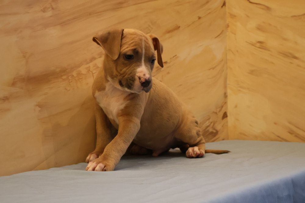 Цуценята від Чемпіонів.  Можно забирати .є доставка