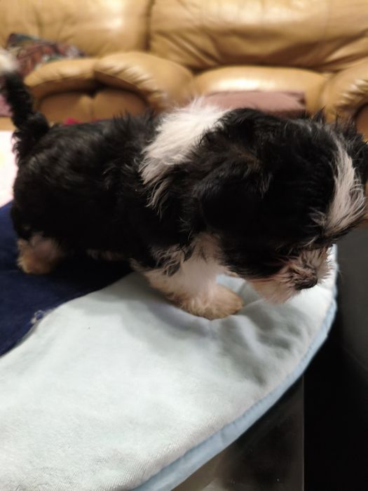 Biewer Yorkshire terrier York