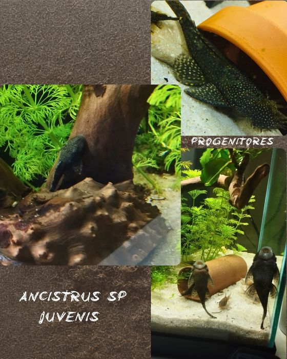 Ancistrus SP juvenis