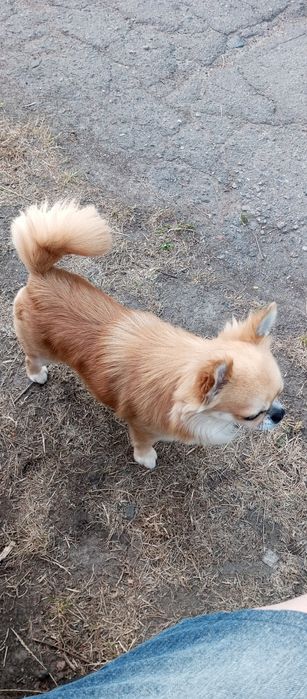 Жених Чихуа Хуа горячий мужчина