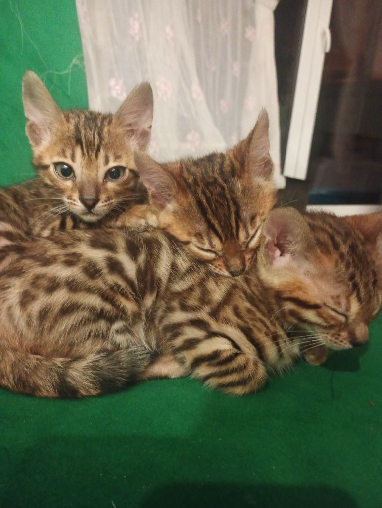 Sprzedam Kotka Bengalskiego