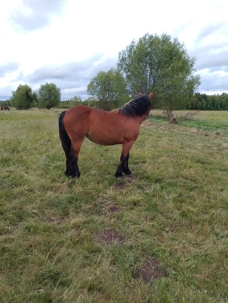 Sprzedam klaczke zimnokrwista