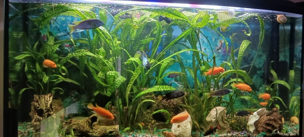 Akwarium panorama 210l