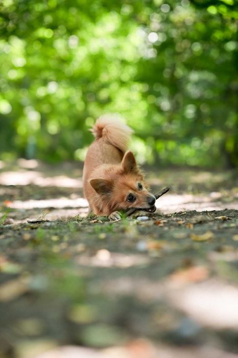 Lusia cudowna, mała dziewczynka szuka domu