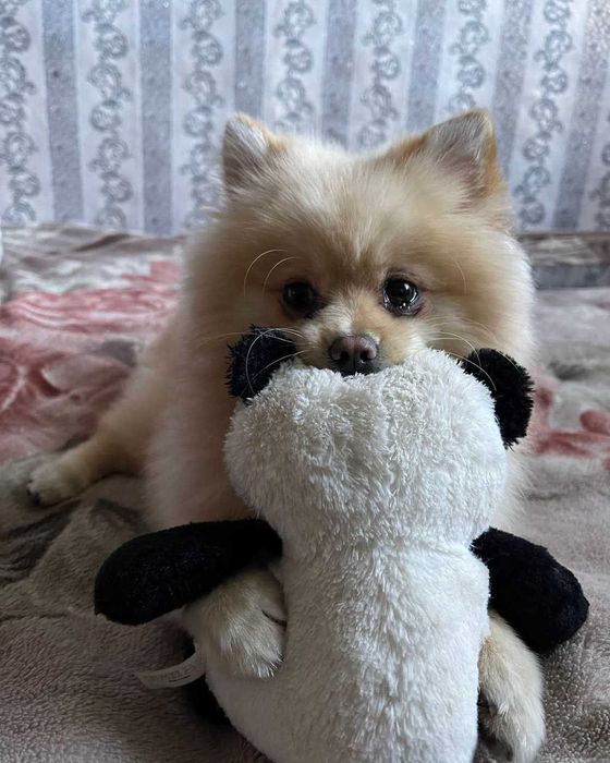 Померанский шпиц мальчик Джонни ищет девочку. Вязка