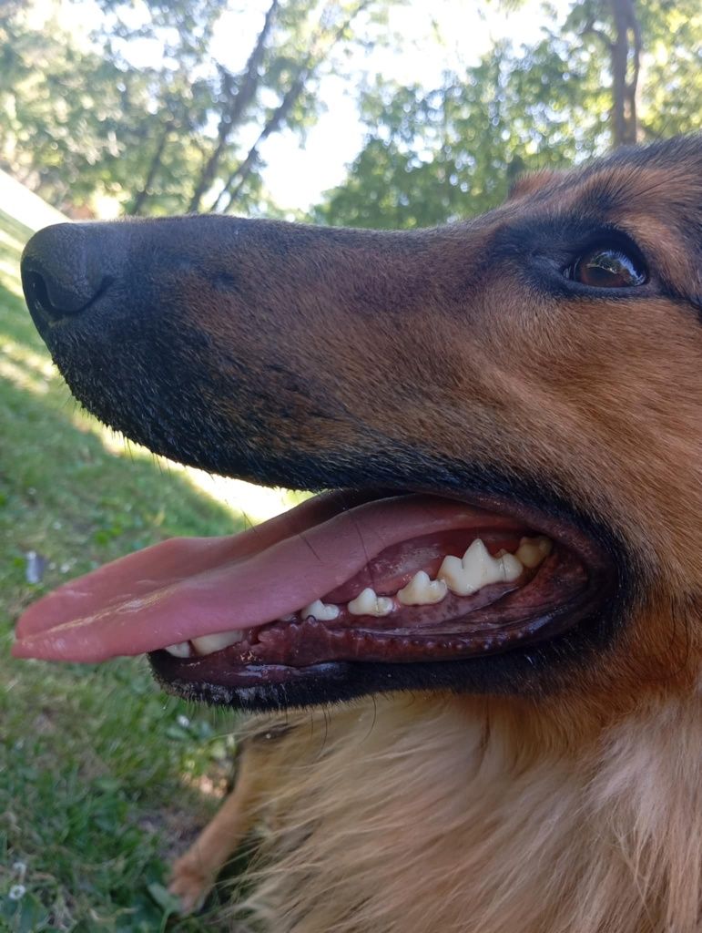 Piesek do adopcji