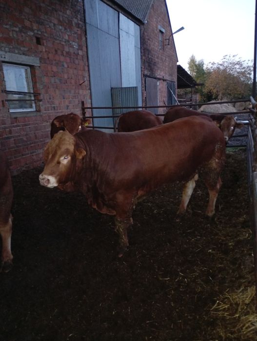 Byki, buhaj limousine