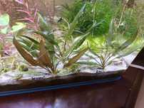 Varias plantas para aquário