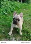 Buldog francuski sunia
