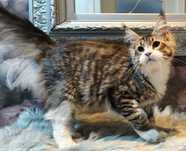 Maine Coon przecudny tygrys