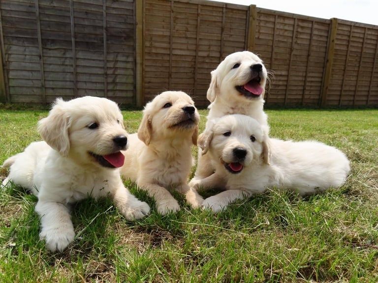 Golden retriever samiec gotowy do zmiany domu.