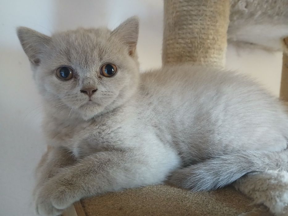 Liliowy kocurek brytyjski już do odbioru