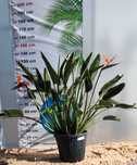 Strelitzia reginae – strelicja królewska