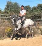 Poldro lusitano de 4 anos