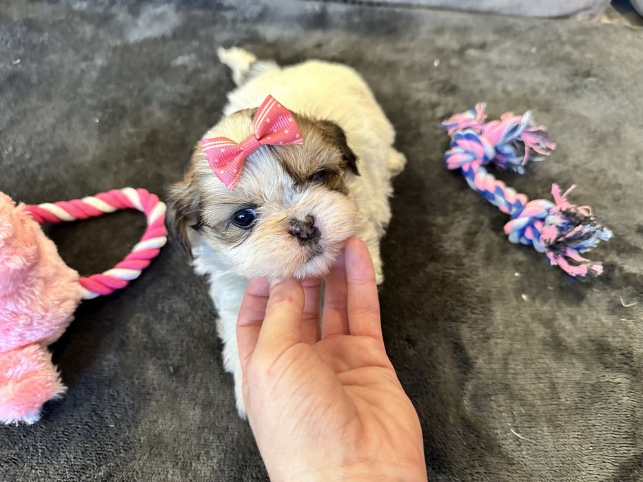 Shihtzu fêmea  Linda