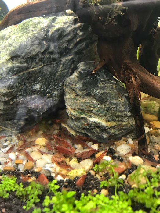 Krewetka Red Cherry - Neocaridina Heteropoda