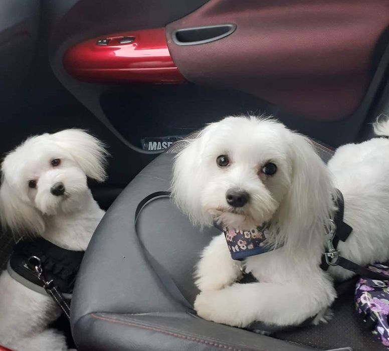 Maltańczyk reproduktor krycie.