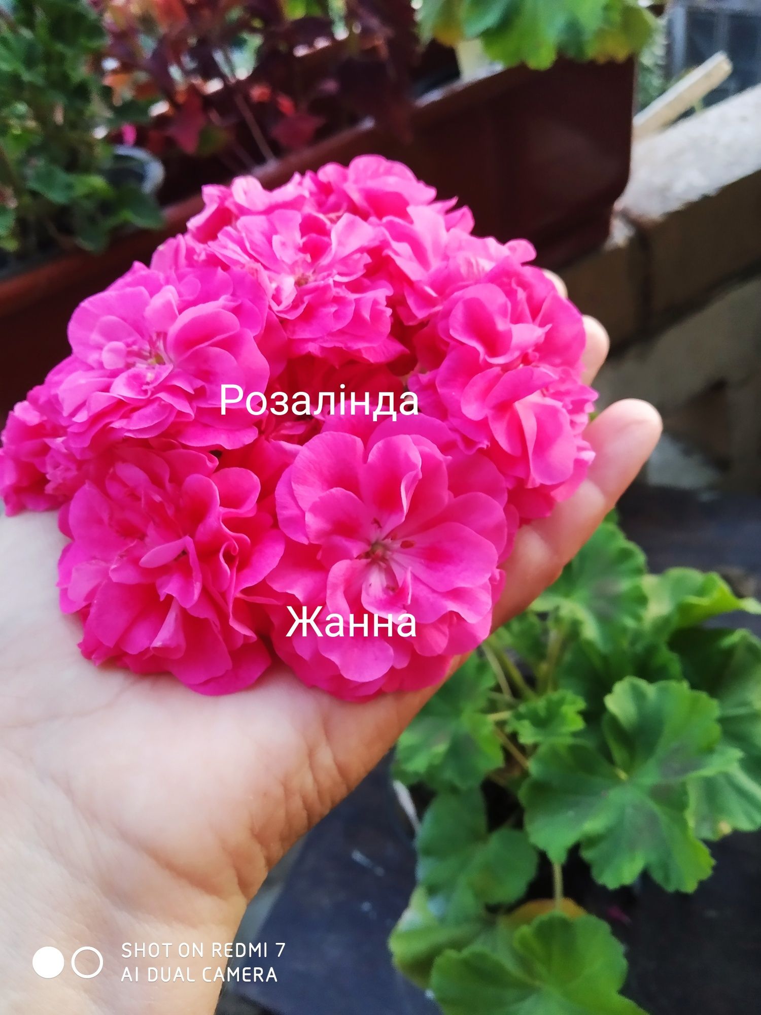 Сортові пеларгонії.