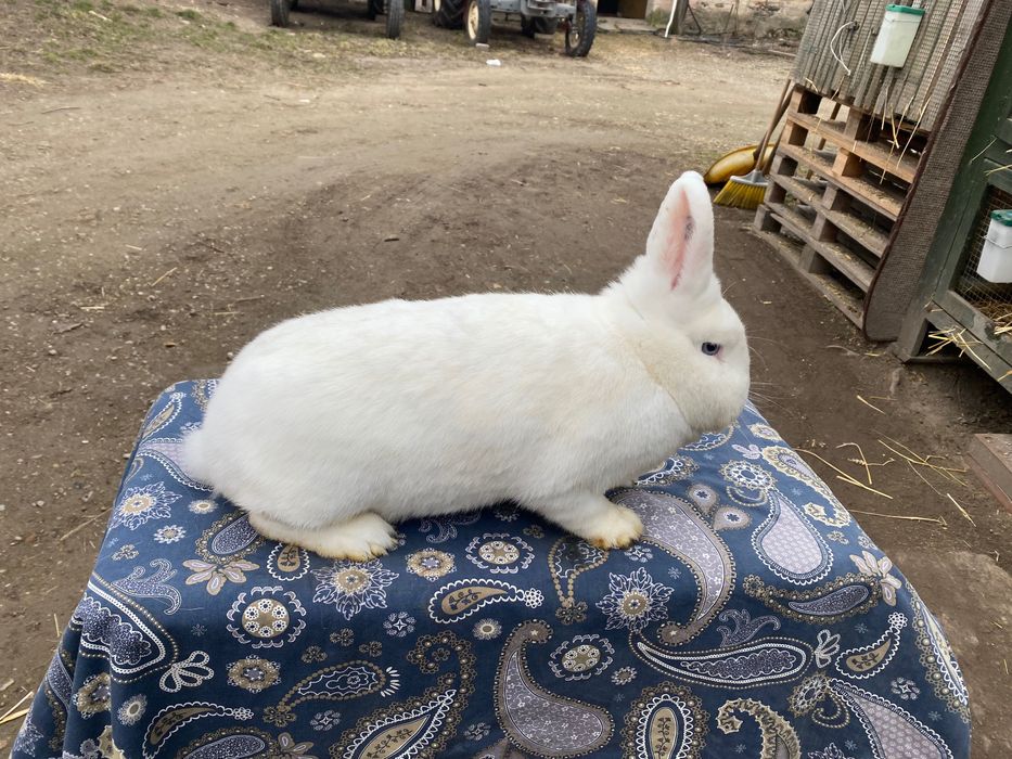 Wiedeński Biały Możliwość dobrania Pary Samiczki i Samczyki