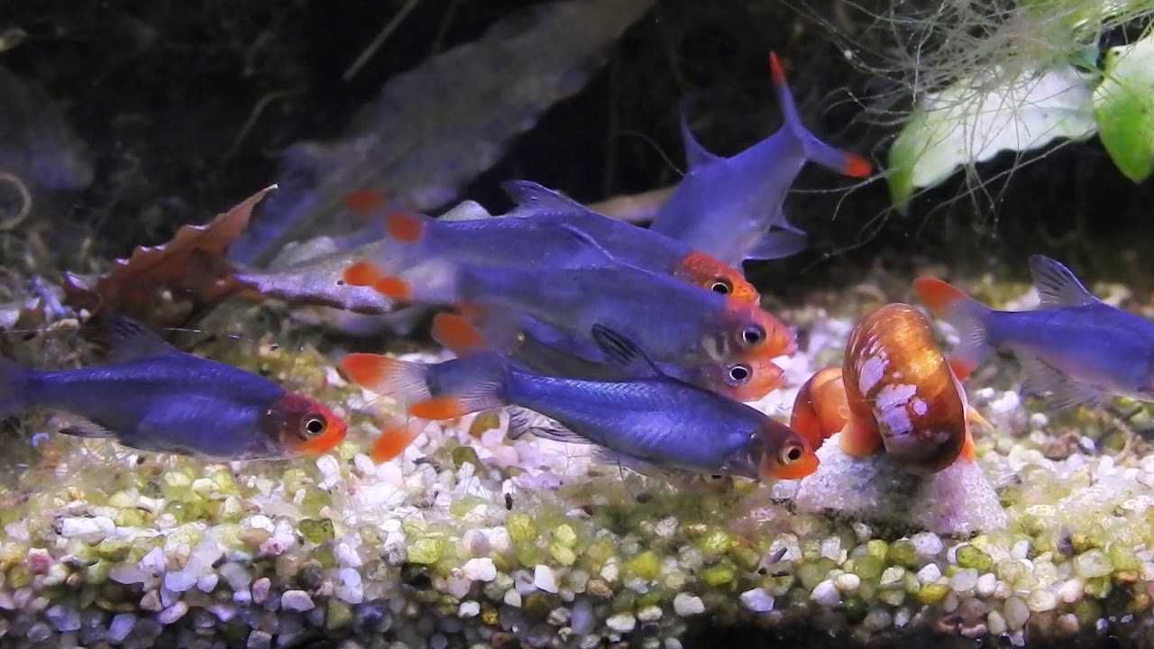 Ukleja naga - Sawbwa resplendens - Razbora - Rasbora - dowóz, wysyłka