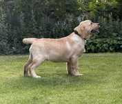 labrador retriever pies OCULUS Passion Dog