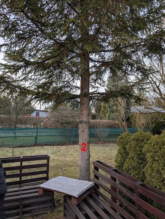 Oddam drzewa za darmo