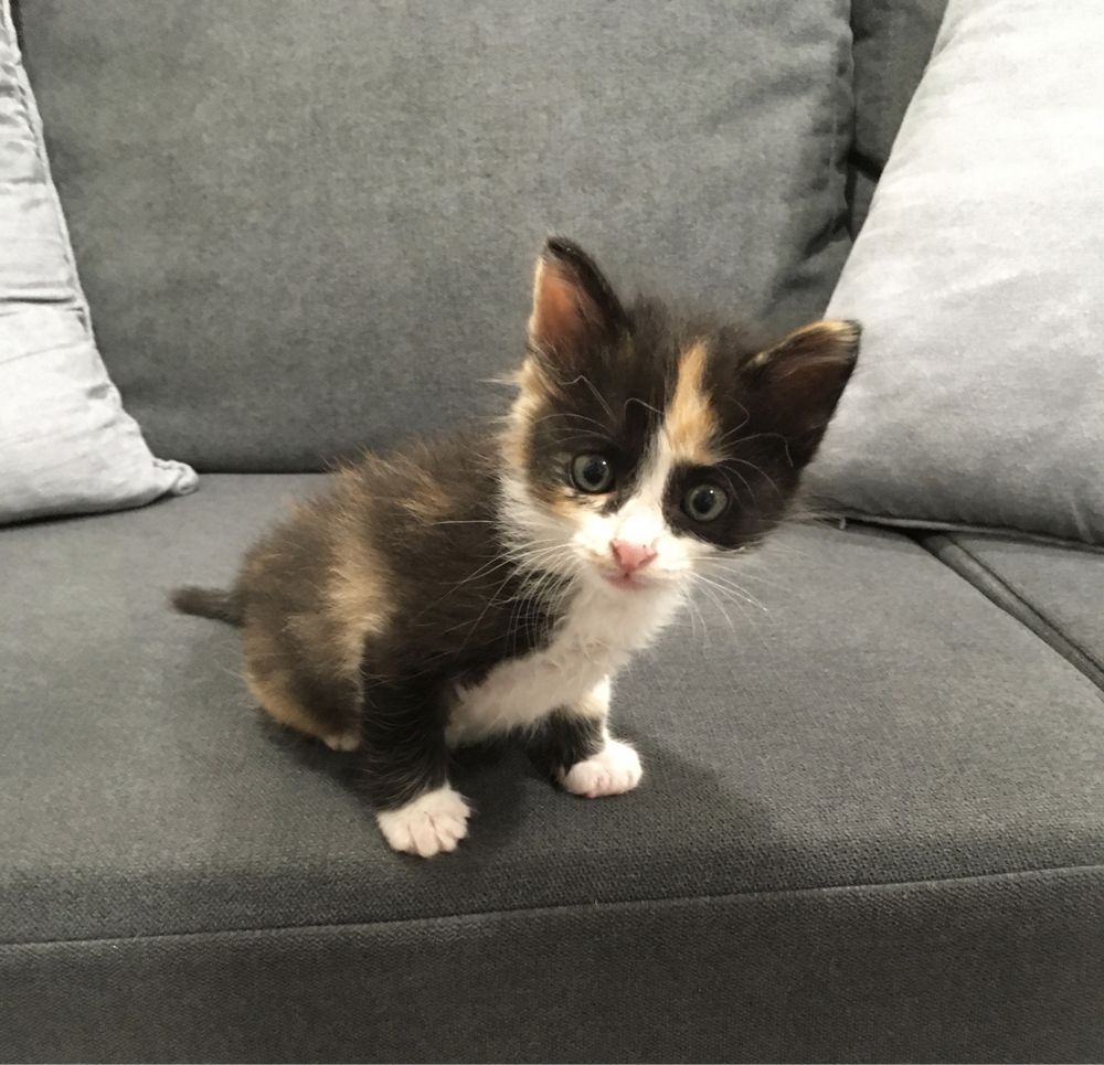 Gatinhos para adoção responsável