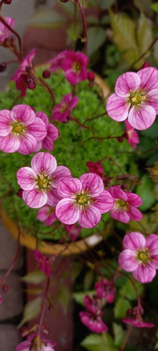 Вейгела хости бересклети гортензії астильби гейхери