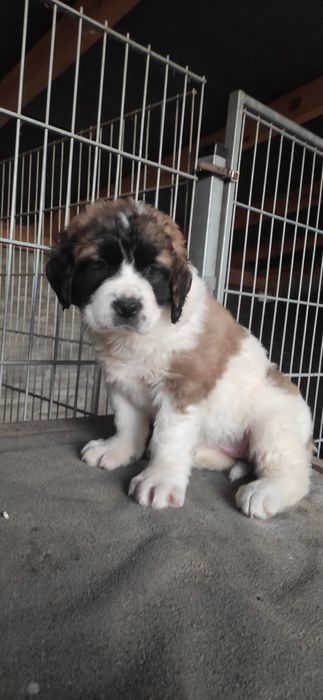 Moskiewski stróżujący moskiewskie z metryką i czipem