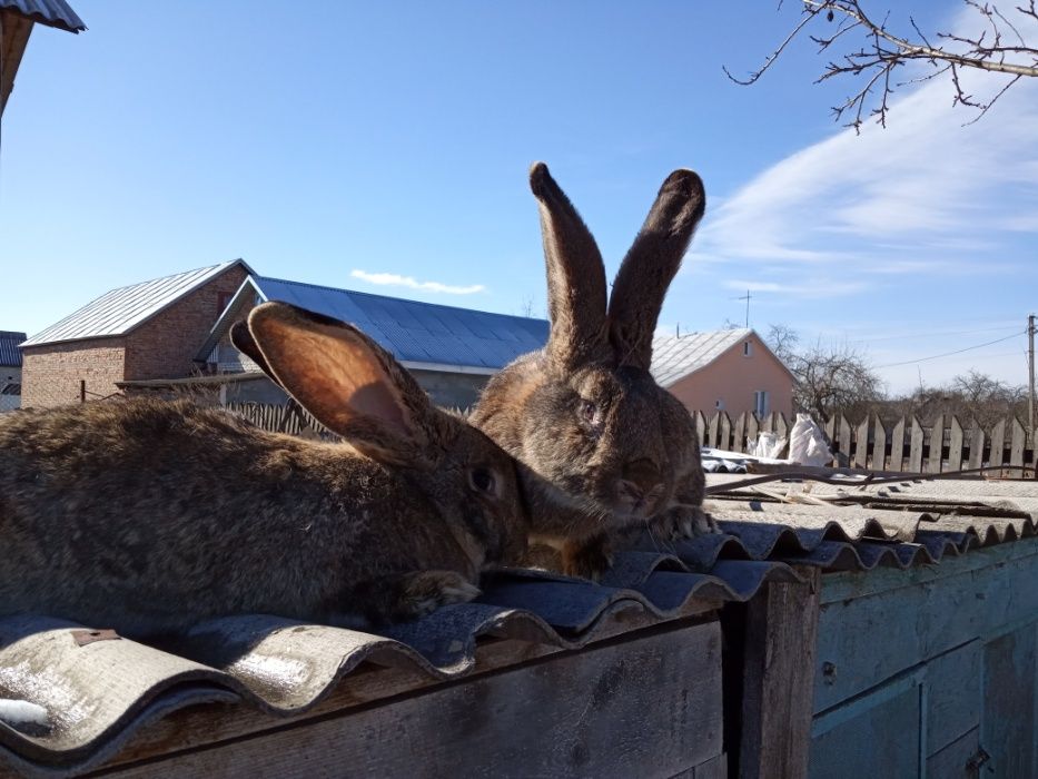 Кролі фландр. Бельгійський велетень.