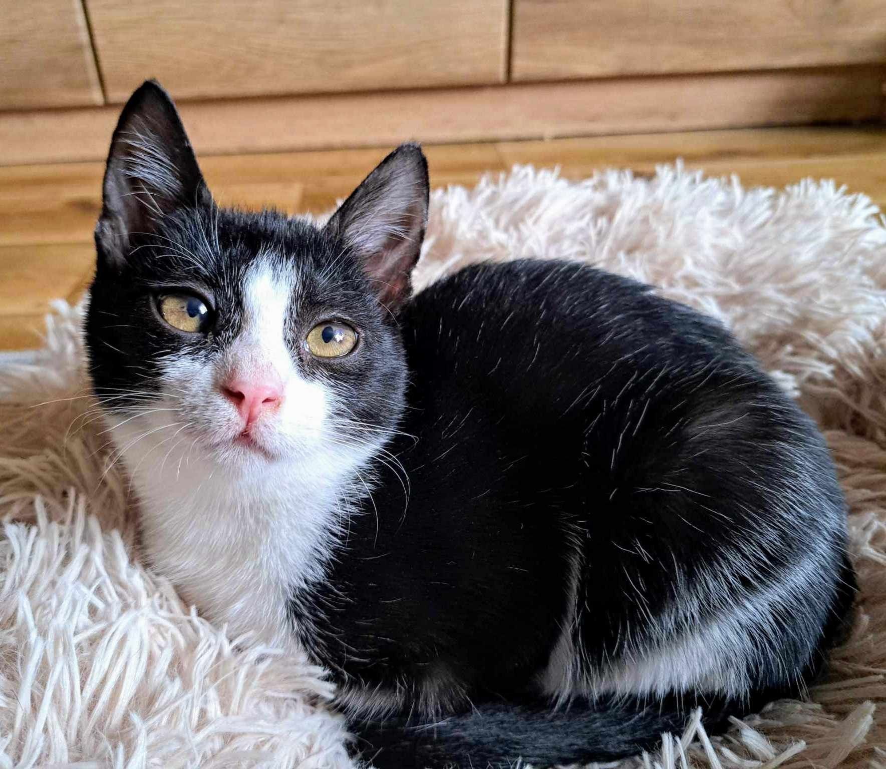 Kot kotek kotka do adopcji