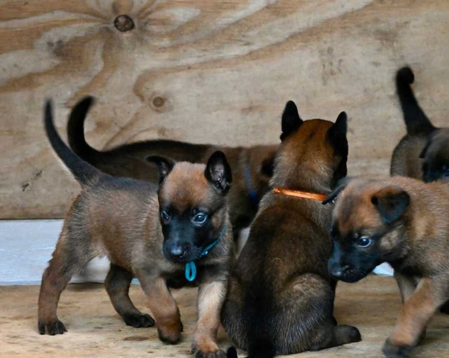 Щенята бельгійської вівчарки Малінуа! Вірний друг і захисник