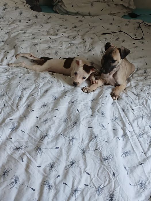 Chart Angielski Whippet śliczny piesek