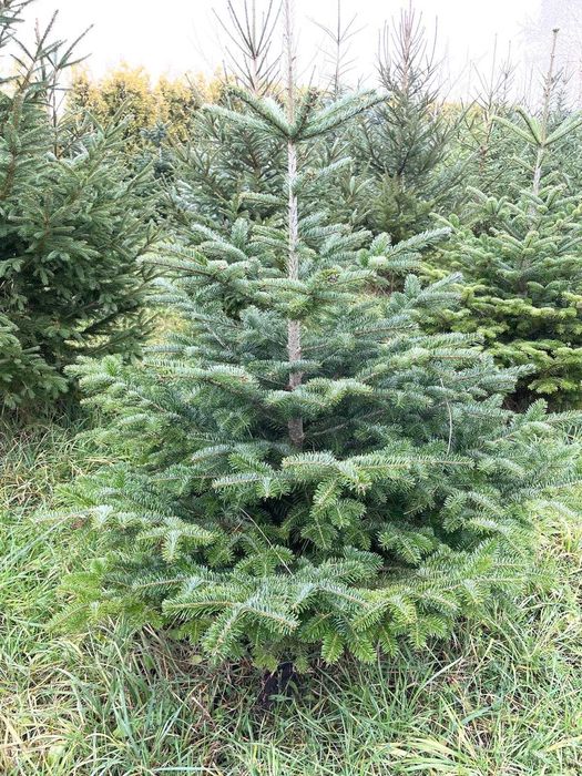 Choinki, drzewka na Boże Narodzenie Ozorzyce świetk, jodla