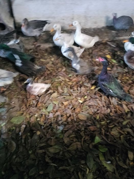 Kaczki staropolskie dworka kajuga mix