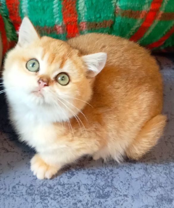 Бомбезні котята золотої шиншили від клубних батьків з паспортами