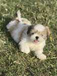 Shih-Tzu Bebé maravilhosos
