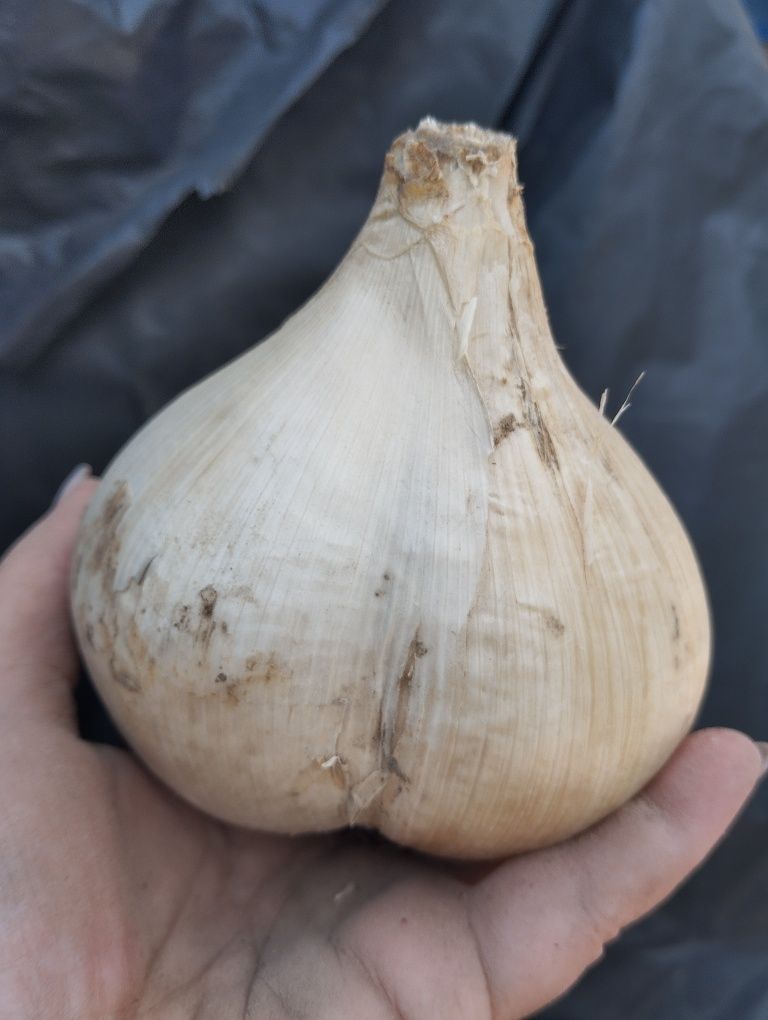 Лук Суворова (анзур)